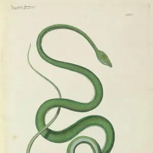 Ahaetulla prasina, Short-nosed vine snake