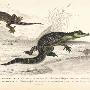 Alligator and wall gecko