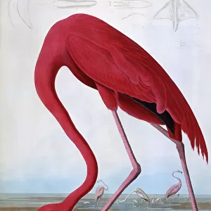 Awe-Inspiring Bird Prints: Flamingos