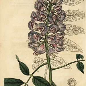 American wisteria, Wisteria frutescens