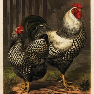 American Wyandotte chickens