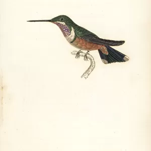 Hummingbirds Collection: Amethyst Woodstar
