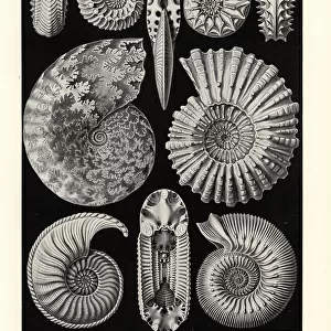 Ammonitida or extinct fossil ammonites
