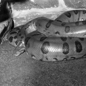 Anaconda Fine Art Print Collection: Related Images