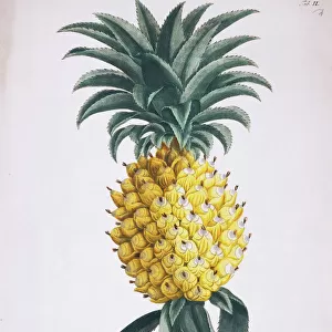 Ananas aculeatus, pineapple