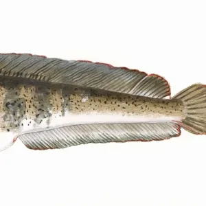 W Collection: Wolf Eel