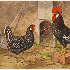 Ancona Cock and Hen