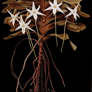 Madagascar Collection: Related Images