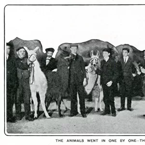 Animals at the London Hippodrome