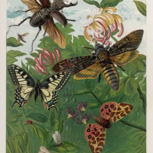 Käfer und Schmetterlinge Käfer und Schmetterlinge