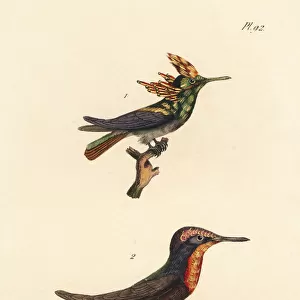 Antillean crested hummingbird and ruby-topaz hummingbird
