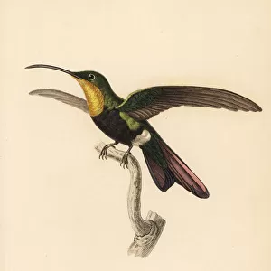 Hummingbirds Collection: Antillean Mango