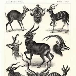 Mammals Collection: Antilocapridae
