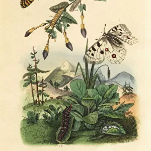 Apollo butterfly, Parnassius apollo 1
