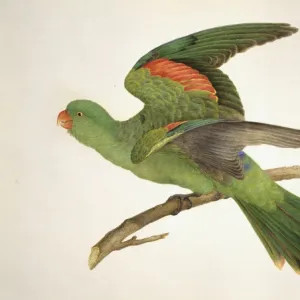 Aprosmictus erythropterus, red-winged parrot