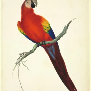 Ara macao, scarlet macaw