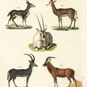 Arabian oryx, rhebuck, sprinbok, extinct bluebuck