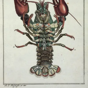 Decapoda Related Images