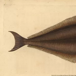 Atlantic halibut, Hippoglossus hippoglossus. Endangered