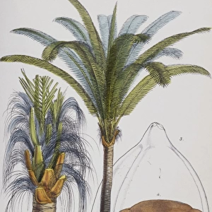 Attalea funifera C. Martius ex Sprengel, bahia piassaba palm
