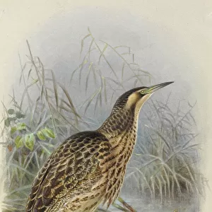 Awe-Inspiring Bird Prints: Bitterns