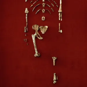 Australopithecus afarensis (AL 288-1) (Lucy)