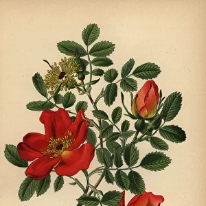 Austrian briar rose, Rosa lutea var. punicea