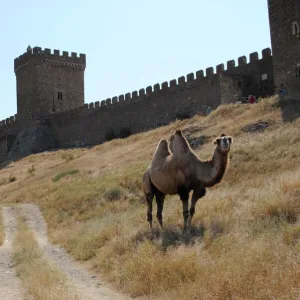 Bactrian Camel. Ukraine