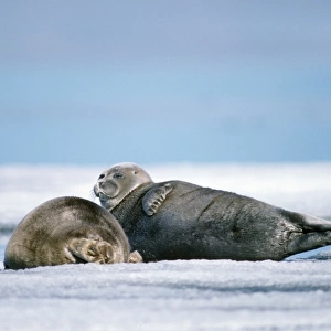 Phocidae Gallery: Baikal Seal