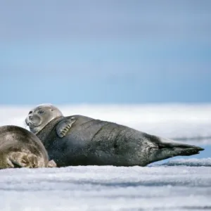 Baikal / Nerpa Seal - endemic to lake Baikal