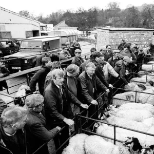 Bakewell, Derbyshire Cattle Market - 4