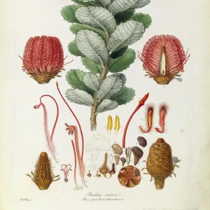 Banksia coccinea, Scarlet banksia