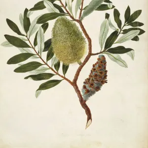 Banksia integrifolia, coastal banksia