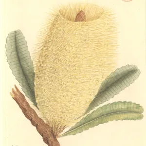 Banksia sp