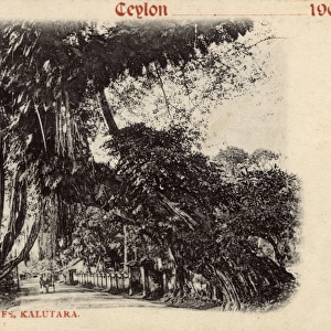 Banyan trees, Kalutara, Ceylon (Sri Lanka)