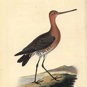 Bar-tailed godwit (male), Limosa lapponica