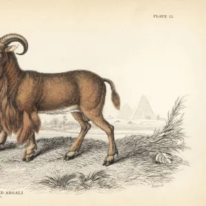 Bovidae Gallery: Aoudad