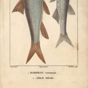 Barbel, Barbu barbu, and bleak, Alburnus alburnus