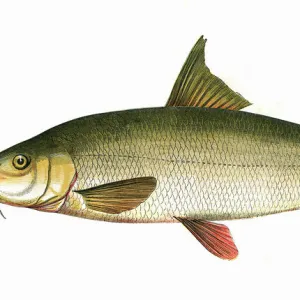 Barbus barbus, or Common Barbel