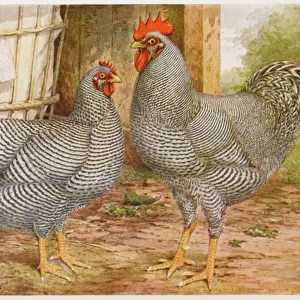 Chickens Collection: Plymouth Rock