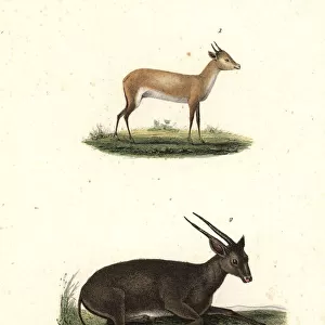 Batess pygmy antelope and anoa (critically endangered)