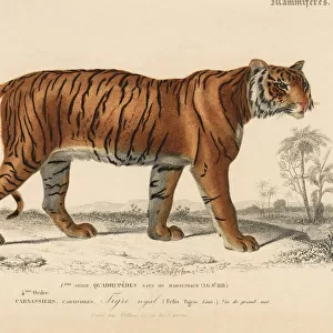 Bengal tiger, Panthera tigris tigris. Endangered