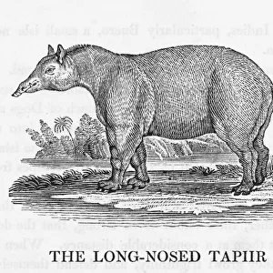 Bewick / Tapir