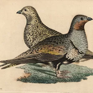 Black-bellied sand grouse, Pterocles orientalis