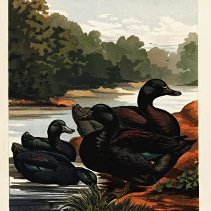 Black East India ducks and black Cayuga ducks