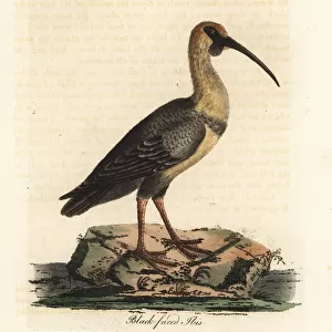 Black-faced ibis, Theristicus melanopis