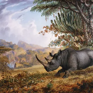 The Black Rhinoceros Charging, by Thomas Baines