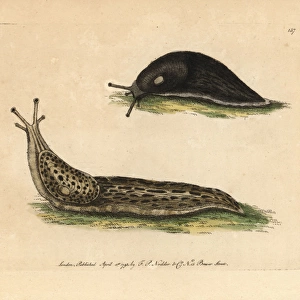 Black slug, great slug, Arion ater, Limax maximus