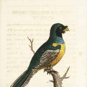 Black-throated trogon, Trogon rufus chrysochloros