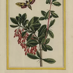 Blackthorn, Prunus spinosa, with sphinx moth